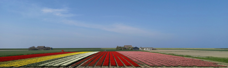 tulpenveld bij de zeedijk Friesland